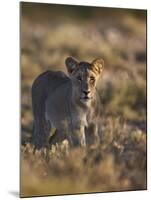 Lion (Panthera Leo), Immature, Kgalagadi Transfrontier Park-James Hager-Mounted Photographic Print