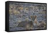 Lion (Panthera Leo), Immature, Kgalagadi Transfrontier Park-James Hager-Framed Stretched Canvas