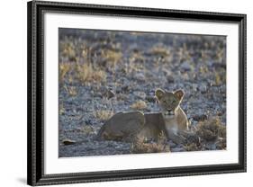 Lion (Panthera Leo), Immature, Kgalagadi Transfrontier Park-James Hager-Framed Photographic Print