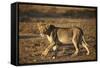 Lion (Panthera Leo), Immature, Kgalagadi Transfrontier Park-James Hager-Framed Stretched Canvas