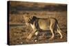 Lion (Panthera Leo), Immature, Kgalagadi Transfrontier Park-James Hager-Stretched Canvas