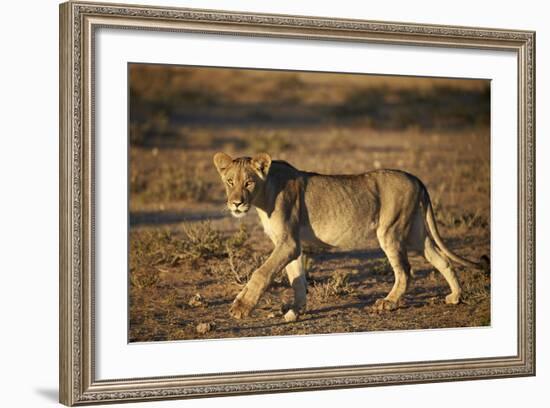 Lion (Panthera Leo), Immature, Kgalagadi Transfrontier Park-James Hager-Framed Photographic Print