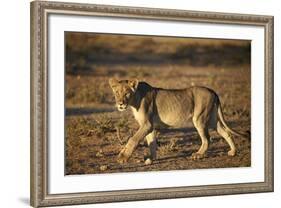 Lion (Panthera Leo), Immature, Kgalagadi Transfrontier Park-James Hager-Framed Photographic Print