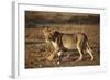 Lion (Panthera Leo), Immature, Kgalagadi Transfrontier Park-James Hager-Framed Photographic Print