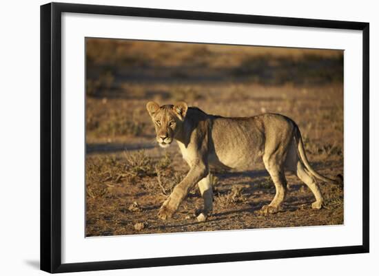 Lion (Panthera Leo), Immature, Kgalagadi Transfrontier Park-James Hager-Framed Photographic Print