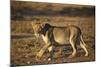 Lion (Panthera Leo), Immature, Kgalagadi Transfrontier Park-James Hager-Mounted Photographic Print