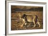 Lion (Panthera Leo), Immature, Kgalagadi Transfrontier Park-James Hager-Framed Photographic Print