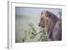 Lion (Panthera Leo) in Heavy Rain, Okavango Delta, Botswana-Wim van den Heever-Framed Photographic Print