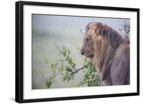 Lion (Panthera Leo) in Heavy Rain, Okavango Delta, Botswana-Wim van den Heever-Framed Photographic Print