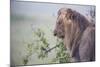 Lion (Panthera Leo) in Heavy Rain, Okavango Delta, Botswana-Wim van den Heever-Mounted Photographic Print