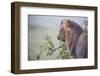 Lion (Panthera Leo) in Heavy Rain, Okavango Delta, Botswana-Wim van den Heever-Framed Photographic Print