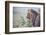 Lion (Panthera Leo) in Heavy Rain, Okavango Delta, Botswana-Wim van den Heever-Framed Photographic Print