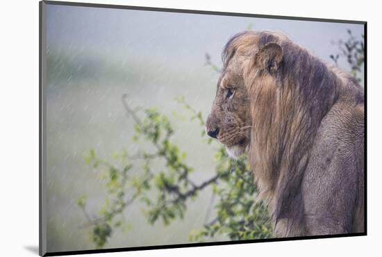 Lion (Panthera Leo) in Heavy Rain, Okavango Delta, Botswana-Wim van den Heever-Mounted Photographic Print