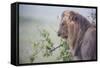 Lion (Panthera Leo) in Heavy Rain, Okavango Delta, Botswana-Wim van den Heever-Framed Stretched Canvas