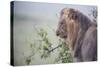 Lion (Panthera Leo) in Heavy Rain, Okavango Delta, Botswana-Wim van den Heever-Stretched Canvas