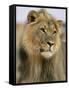 Lion, Panthera Leo, Kalahari Gemsbok National Park, South Africa, Africa-Ann & Steve Toon-Framed Stretched Canvas
