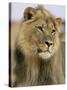 Lion, Panthera Leo, Kalahari Gemsbok National Park, South Africa, Africa-Ann & Steve Toon-Stretched Canvas