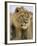 Lion, Panthera Leo, Kalahari Gemsbok National Park, South Africa, Africa-Ann & Steve Toon-Framed Photographic Print