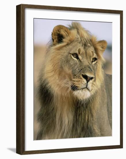 Lion, Panthera Leo, Kalahari Gemsbok National Park, South Africa, Africa-Ann & Steve Toon-Framed Photographic Print