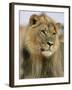 Lion, Panthera Leo, Kalahari Gemsbok National Park, South Africa, Africa-Ann & Steve Toon-Framed Photographic Print