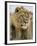 Lion, Panthera Leo, Kalahari Gemsbok National Park, South Africa, Africa-Ann & Steve Toon-Framed Photographic Print
