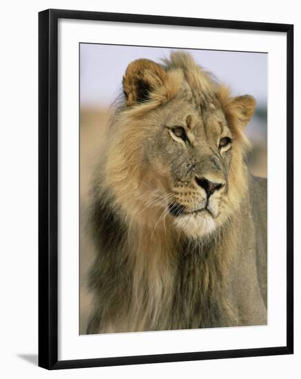 Lion, Panthera Leo, Kalahari Gemsbok National Park, South Africa, Africa-Ann & Steve Toon-Framed Photographic Print