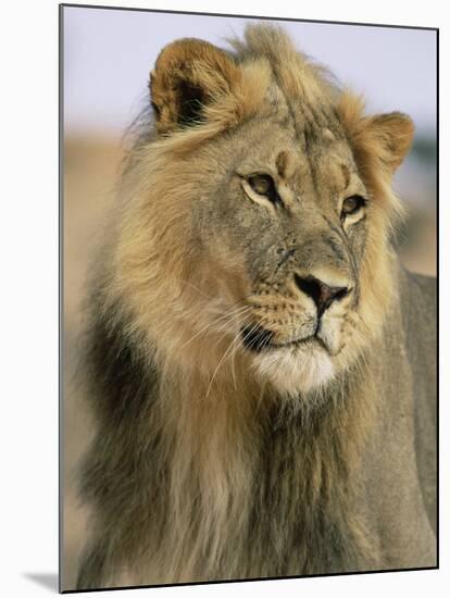 Lion, Panthera Leo, Kalahari Gemsbok National Park, South Africa, Africa-Ann & Steve Toon-Mounted Photographic Print