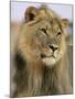 Lion, Panthera Leo, Kalahari Gemsbok National Park, South Africa, Africa-Ann & Steve Toon-Mounted Photographic Print