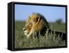 Lion (Panthera Leo), Kalahari Gemsbok Park, South Africa, Africa-Steve & Ann Toon-Framed Stretched Canvas