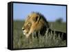 Lion (Panthera Leo), Kalahari Gemsbok Park, South Africa, Africa-Steve & Ann Toon-Framed Stretched Canvas