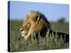 Lion (Panthera Leo), Kalahari Gemsbok Park, South Africa, Africa-Steve & Ann Toon-Stretched Canvas