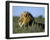 Lion (Panthera Leo), Kalahari Gemsbok Park, South Africa, Africa-Steve & Ann Toon-Framed Photographic Print