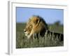 Lion (Panthera Leo), Kalahari Gemsbok Park, South Africa, Africa-Steve & Ann Toon-Framed Photographic Print