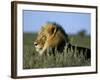 Lion (Panthera Leo), Kalahari Gemsbok Park, South Africa, Africa-Steve & Ann Toon-Framed Photographic Print