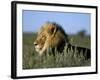 Lion (Panthera Leo), Kalahari Gemsbok Park, South Africa, Africa-Steve & Ann Toon-Framed Photographic Print