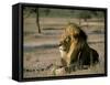 Lion (Panthera Leo), Kalahari Gemsbok Park, South Africa, Africa-Steve & Ann Toon-Framed Stretched Canvas