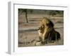 Lion (Panthera Leo), Kalahari Gemsbok Park, South Africa, Africa-Steve & Ann Toon-Framed Photographic Print