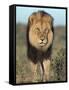 Lion (Panthera Leo), Kgalagadi Transfrontier Park, Northern Cape, South Africa, Africa-Ann & Steve Toon-Framed Stretched Canvas