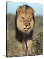 Lion (Panthera Leo), Kgalagadi Transfrontier Park, Northern Cape, South Africa, Africa-Ann & Steve Toon-Stretched Canvas