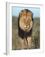 Lion (Panthera Leo), Kgalagadi Transfrontier Park, Northern Cape, South Africa, Africa-Ann & Steve Toon-Framed Photographic Print