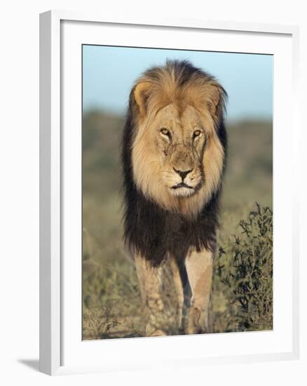 Lion (Panthera Leo), Kgalagadi Transfrontier Park, Northern Cape, South Africa, Africa-Ann & Steve Toon-Framed Photographic Print