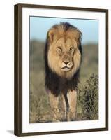 Lion (Panthera Leo), Kgalagadi Transfrontier Park, Northern Cape, South Africa, Africa-Ann & Steve Toon-Framed Photographic Print