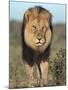 Lion (Panthera Leo), Kgalagadi Transfrontier Park, Northern Cape, South Africa, Africa-Ann & Steve Toon-Mounted Photographic Print