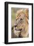 Lion (Panthera Leo), Kgalagadi Transfrontier Park, Northern Cape, South Africa, Africa-Ann and Steve Toon-Framed Photographic Print