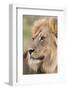 Lion (Panthera Leo), Kgalagadi Transfrontier Park, Northern Cape, South Africa, Africa-Ann and Steve Toon-Framed Photographic Print