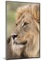 Lion (Panthera Leo), Kgalagadi Transfrontier Park, Northern Cape, South Africa, Africa-Ann and Steve Toon-Mounted Photographic Print