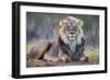 Lion (Panthera leo), Kgalagadi transfrontier park, Northern Cape-Ann & Steve Toon-Framed Photographic Print