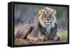 Lion (Panthera leo), Kgalagadi transfrontier park, Northern Cape-Ann & Steve Toon-Framed Stretched Canvas