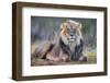 Lion (Panthera leo), Kgalagadi transfrontier park, Northern Cape-Ann & Steve Toon-Framed Photographic Print