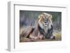 Lion (Panthera leo), Kgalagadi transfrontier park, Northern Cape-Ann & Steve Toon-Framed Photographic Print